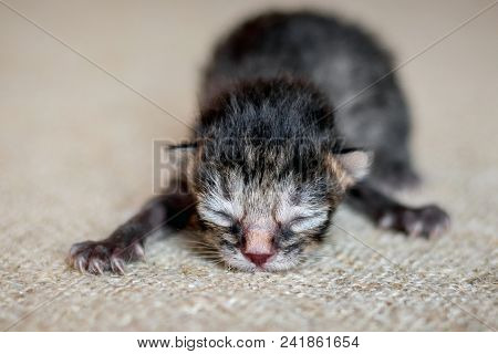 Newborn Kitten Sleeps On A Canvas Of Coarse Fabric. Little Blind, Defenseless Kitten