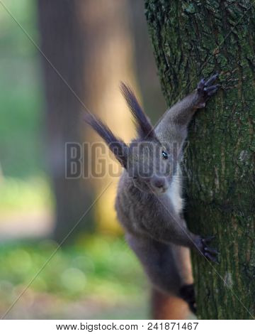 Squirrel In Park Closeup On Background Of Summer Woods. Red Squirrel On The Tree In The Park.