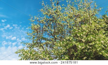 Robinia Pseudoacacia Or False Acacia With Blooming White Flowers In Spring Time, Green Tree Locust C