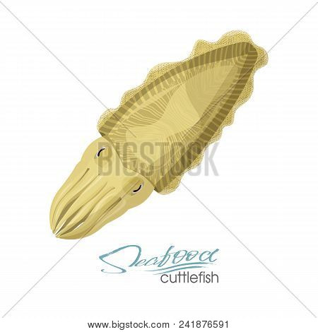 Squid Seafood Isolated Sketch. Sea Animal, European Squid With Tentacles And Mantle. Seafood, Food P