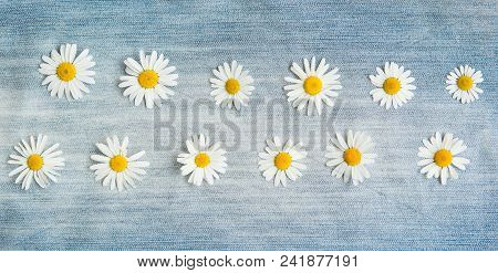 Vintage Floral Background With Daisy Flowers. Pattern Of Chamomile Flowers On Blue Denim Background.