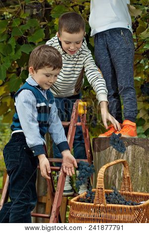 Children Tear Grapes In The Fall