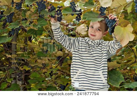 Children Tear Grapes In The Fall