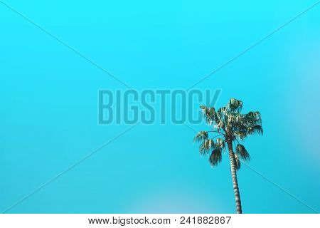 Palm Tree Against Blue Sunny Sky. Creative Summer Concept.