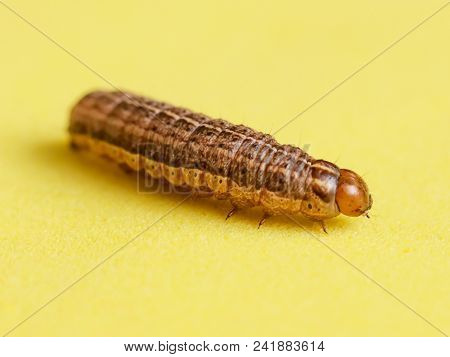The Caterpillar Crawls On A Yellow Background .