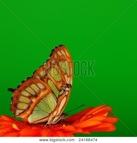Siproeta stelenes