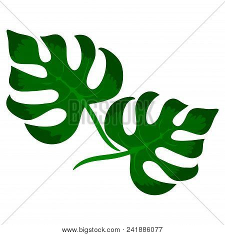 Tropical Green Leaves Of Monstera Plant Isolated On White Bacjground. Tropical Exotic Jungle Design 