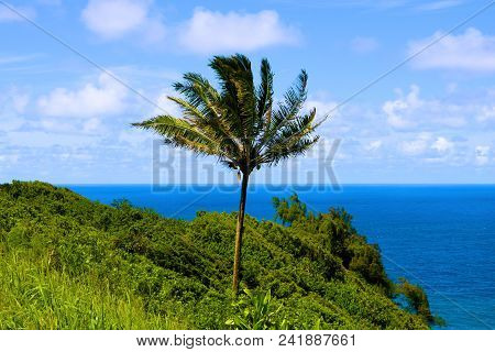 Coconut Palm Tree Blowing In The Wind Surrounded By A Lush Green Meadow Overlooking The Pacific Ocea