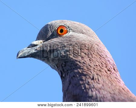 Portrait Of A Dove Against The Blue Sky .