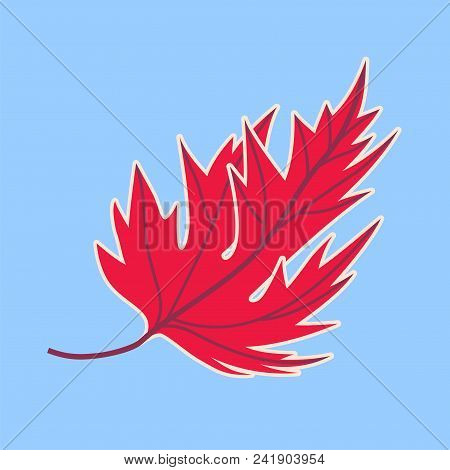 Autumn Fallen Maple Leaf. He Slightly Bent, Fell To The Ground, Windy, Warm And Cold - The Color Gam
