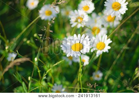 Green Grass And Chamomile Field In The Nature
