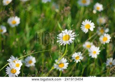 Green Grass And Chamomile Field In The Nature
