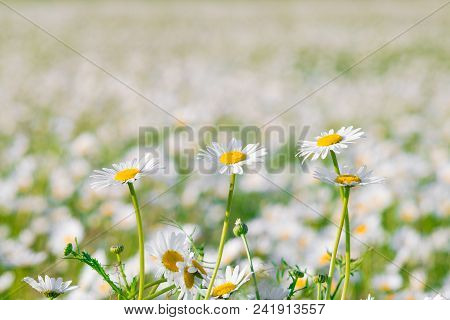 Green Grass And Chamomile Field In The Nature