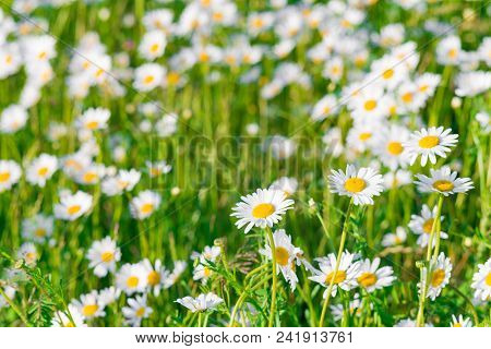 Green Grass And Chamomile Field In The Nature
