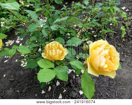 Branch With Two Bright Yellow Flowers Of A Rose And Buds On A Rose Bush. Delicate Amazing Rose Flowe