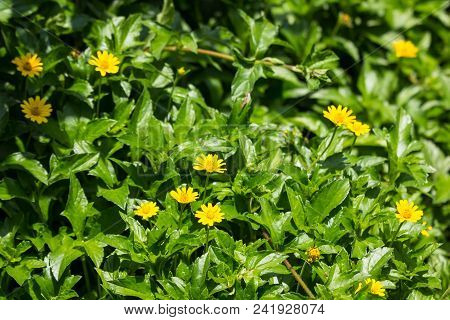 Closeup Small Singapore Daisy Flower