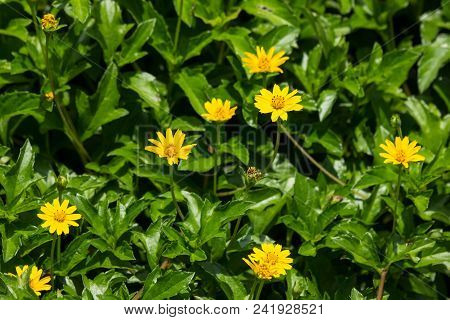 Closeup Small Singapore Daisy Flower