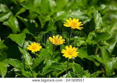 Closeup Small Singapore Daisy Flower