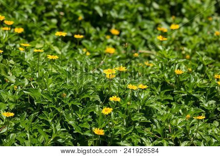 Closeup Small Singapore Daisy Flower