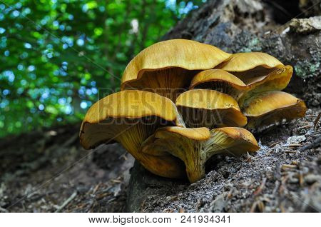 Omphalotus Olearius Or Orange Jack O Lantern Mushroom Gills, Toxic Mushroom