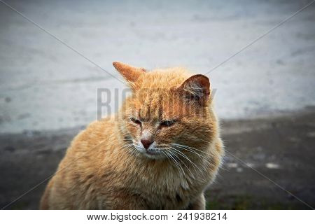Portrait Of A Happy Red Cat Cllose-up