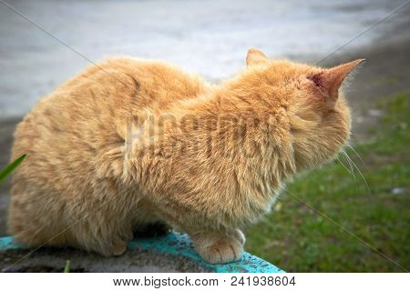 Portrait Of A Happy Red Cat Cllose-up
