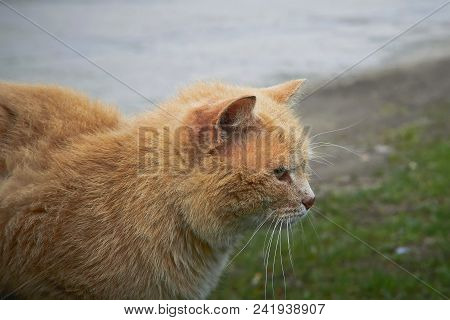 Portrait Of A Happy Red Cat Cllose-up