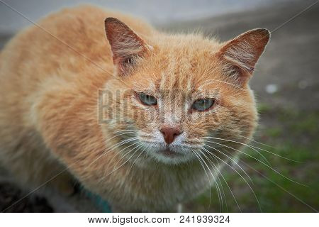 Portrait Of A Happy Red Cat Cllose-up