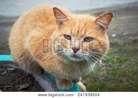 Portrait Of A Happy Red Cat Cllose-up