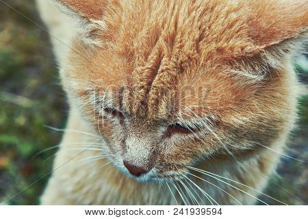 Portrait Of A Happy Red Cat Cllose-up
