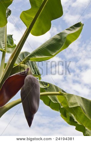 Flor de plátano contra el cielo