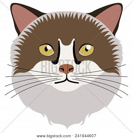 Isolated Birman Cat Avatar. Vector Illustration Design