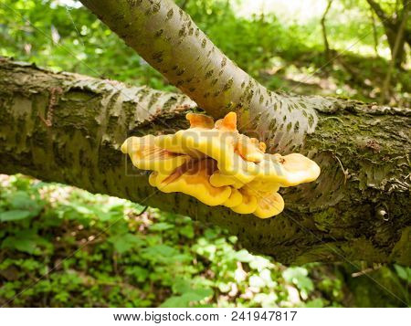 Close Up Chicken Of The Woods, Sulphur Shelf On Bark - Laetiporus Sulphureus
