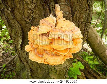 Close Up Chicken Of The Woods, Sulphur Shelf On Bark - Laetiporus Sulphureus