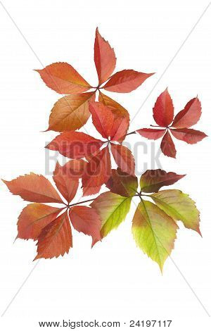 Boston Ivy