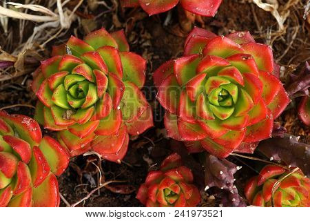 Succulent Plant With Green And Red Leaves-aeonium