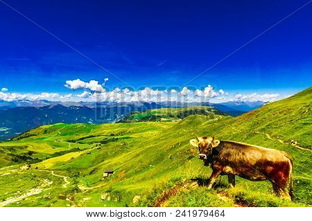 View On Cow On Green Meadow In The Mountains Of South Tyrol