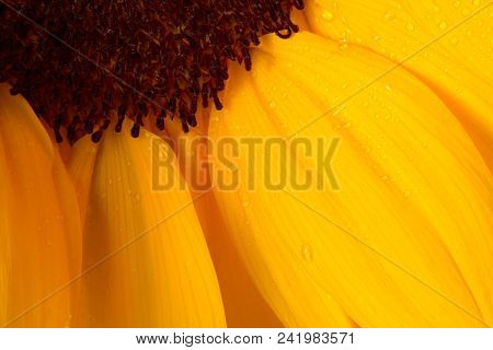 Beautiful Yellow Sunflower