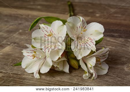 Beautiful White Flower