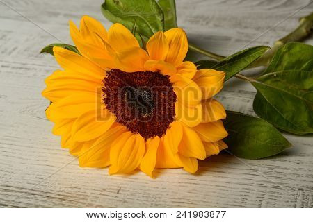 Beautiful Yellow Sunflower