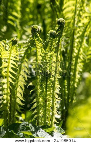 Forest Fern (dryopteris Filix-mas) Develops Rapidly In The Clearing ..