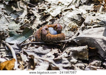 Arion Lusitanicus With Larva In The Woods