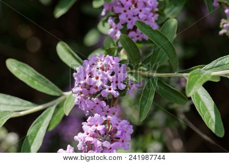 Flowers Of An Alternate-leaved Butterfly-bush (buddleja Alternifolia)
