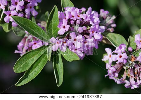 Flowers Of An Alternate-leaved Butterfly-bush (buddleja Alternifolia)