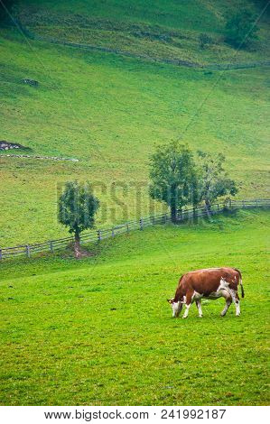 Italian Red Pied Cow Grazing In A Pasture In Valle Aurina, Brunico, Trentino Alto Adige, Italy