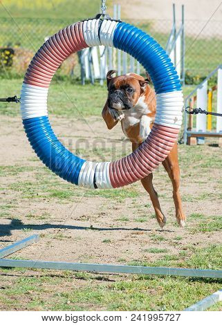 Agility Competition With A Company Animal Just Above The Bar Making A Jump