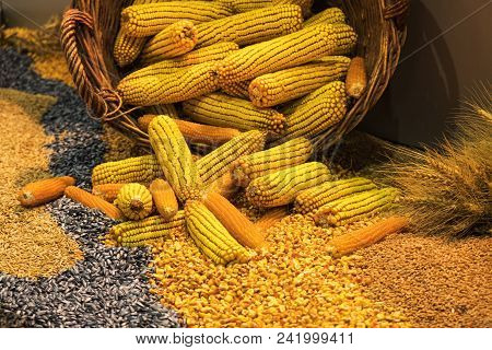 Assortment of corn kernels arranged in vicar basket with decorative cereal seeds