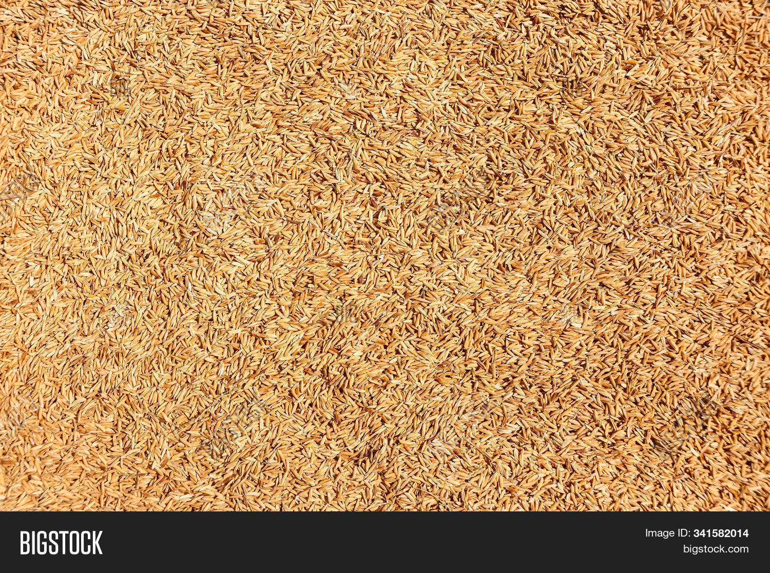 Golden Dry Rice Paddy Image & Photo (Free Trial) | Bigstock