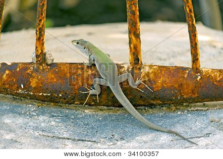 Gecko