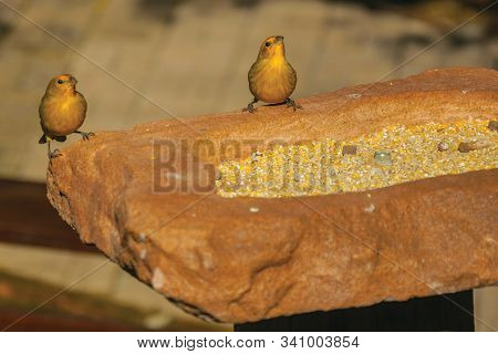 Detail Of Cute Canaries On Top Of Rock With Grains To Feed It In A Park Near Nova Petropolis. A Love